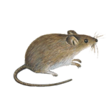 ratos-thumbnail