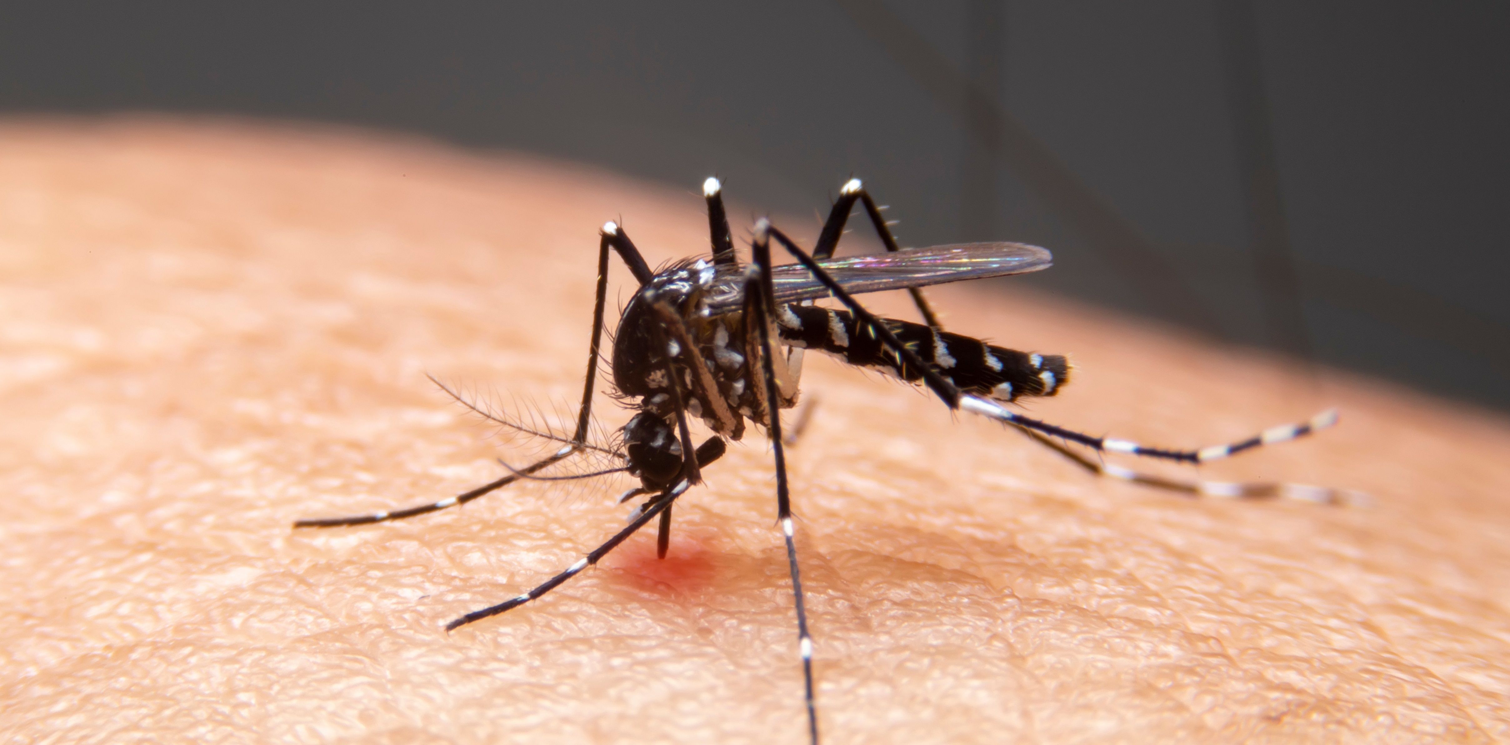 Mosquito a picar a pele