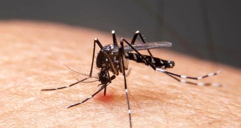 Mosquito a picar a pele