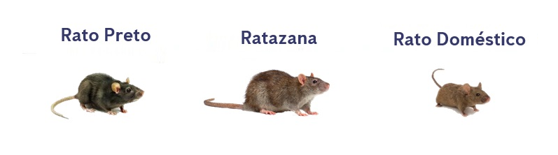 Tipos de roedores: rato preto, ratazana e rato doméstico