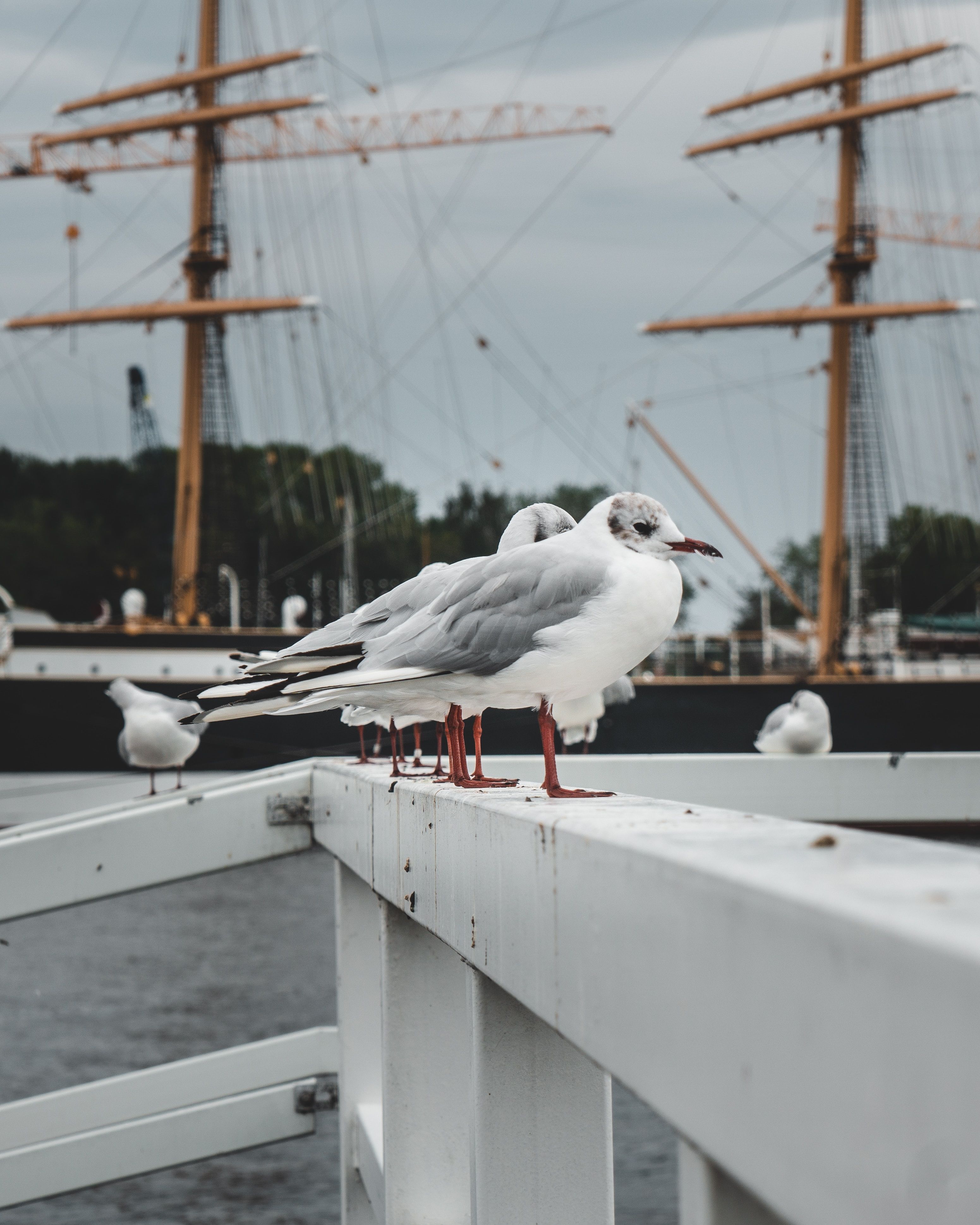 Why Seagulls Can Pose Problems as Pests