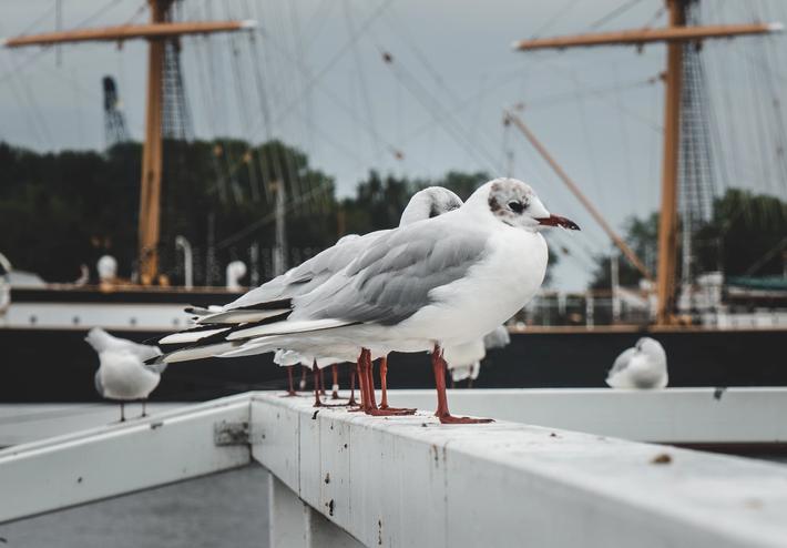 Why Seagulls Can Pose Problems as Pests