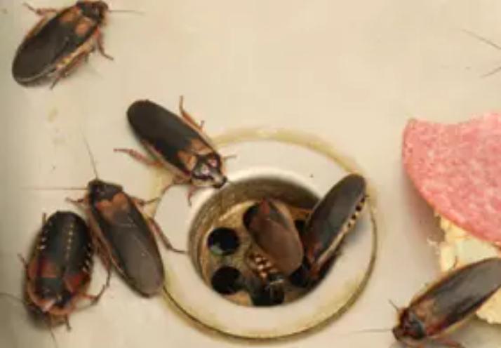 cockroaches love moist environments