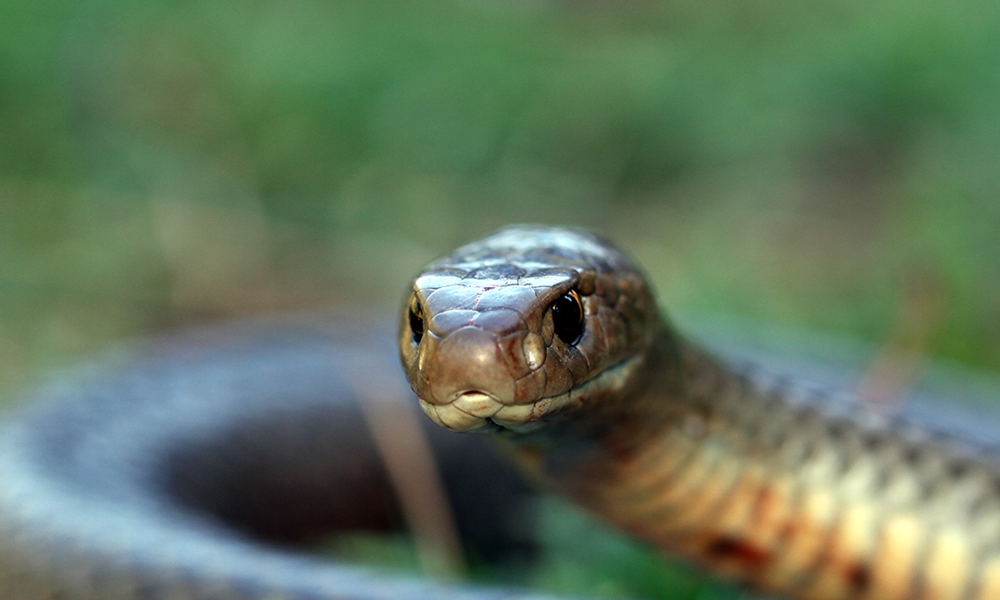 snake capture and relocation by anticimex