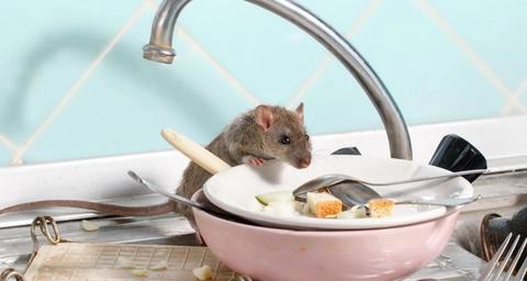 rat control and rat prevention
