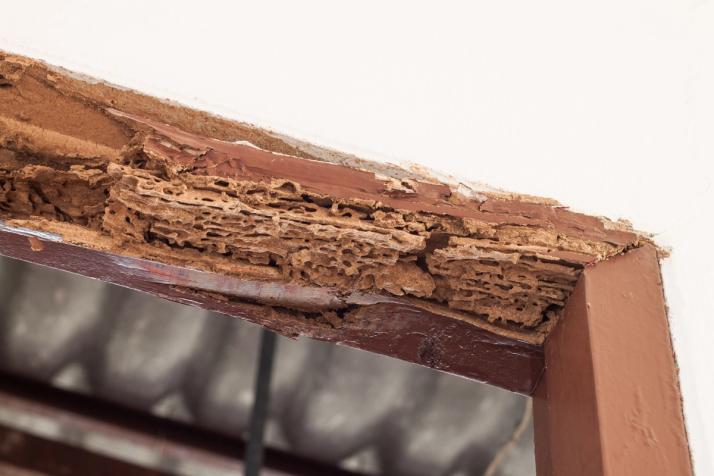 termite activity in joinery