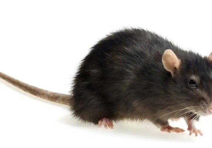 Different types of rats - Anticimex