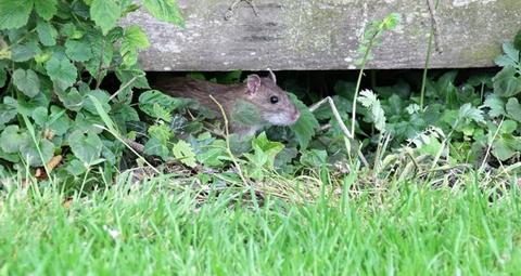 Tips to prevent the presence of rats in your home or yard