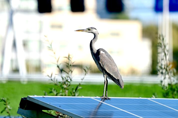 Bird Protection for Solar Panels