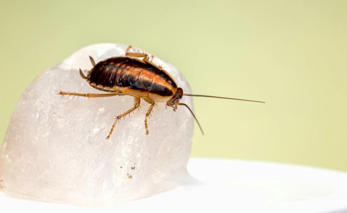 Common Pests in the Food Industry