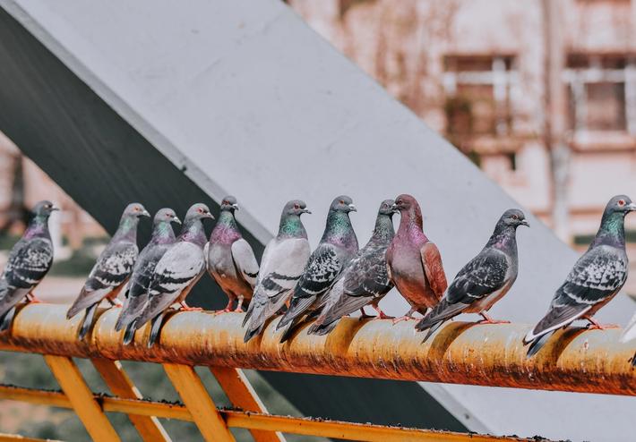 Bird Control for Singapore Businesses & Municipalities - Anticimex