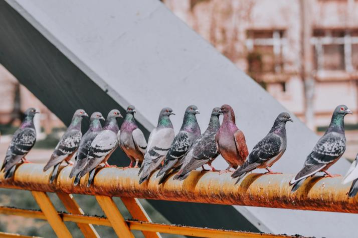 pigeons city birds