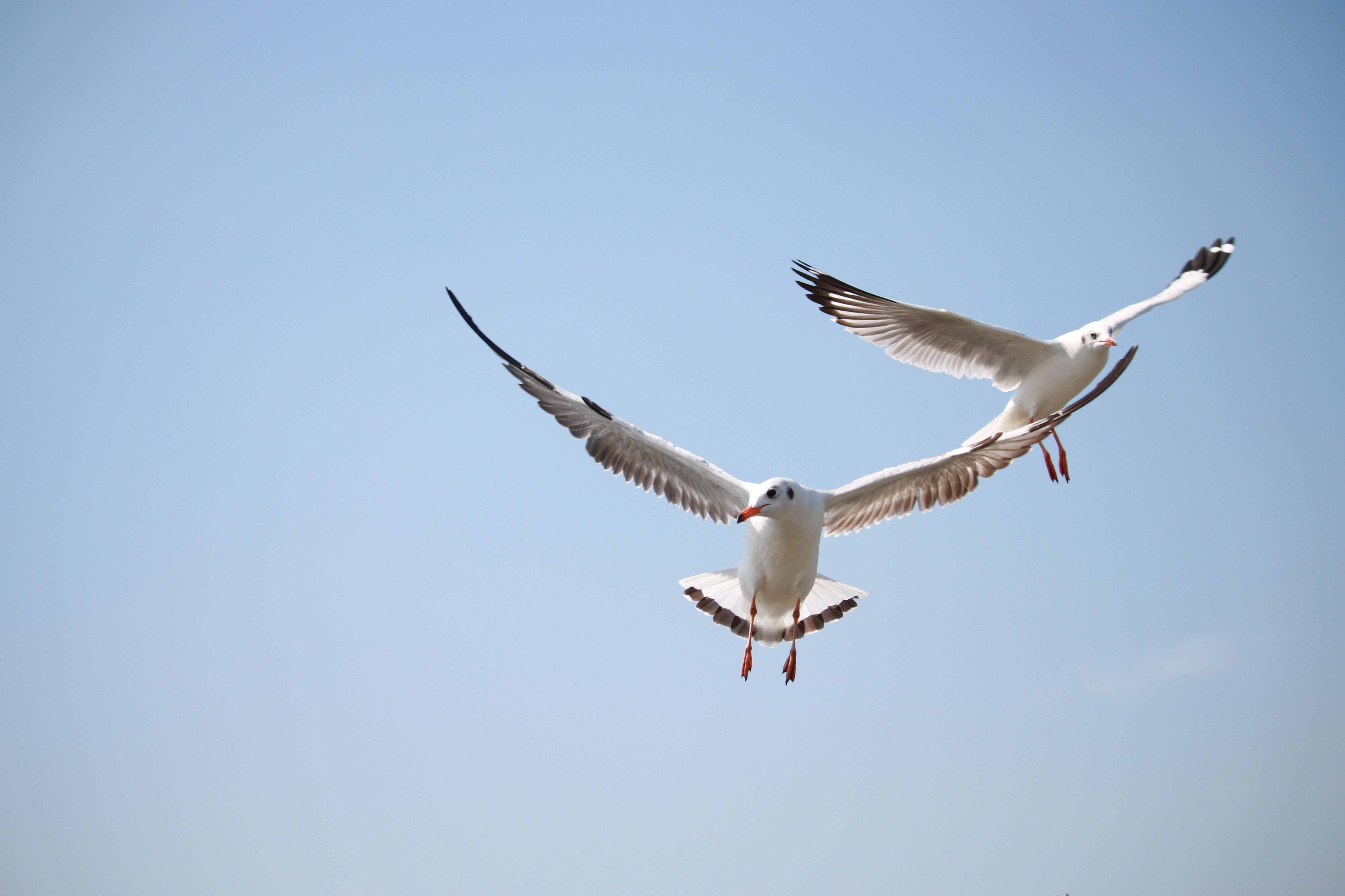 seagull bird control solutions