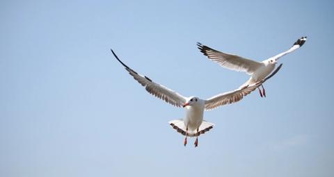 seagull bird control solutions