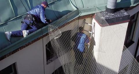 Professional Bird and Pigeon Netting services singapore