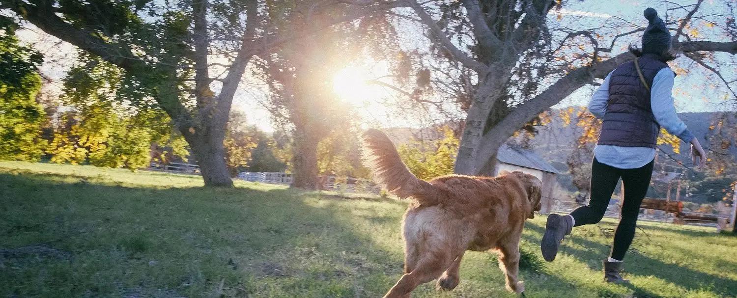 bed bug bites vs flea bites