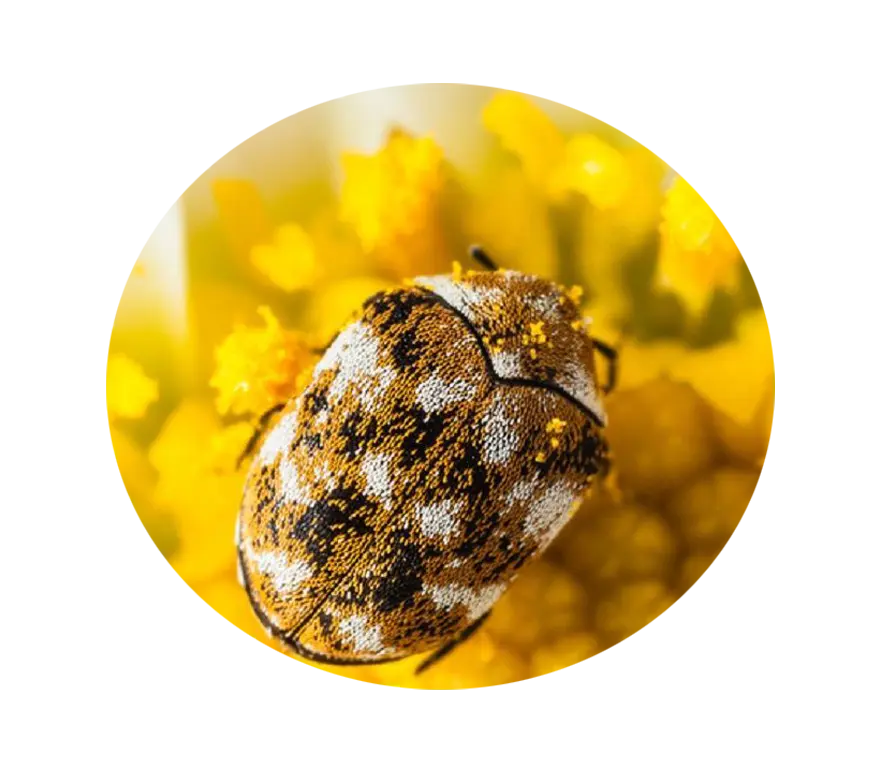 difference carpet beetle and bedbug