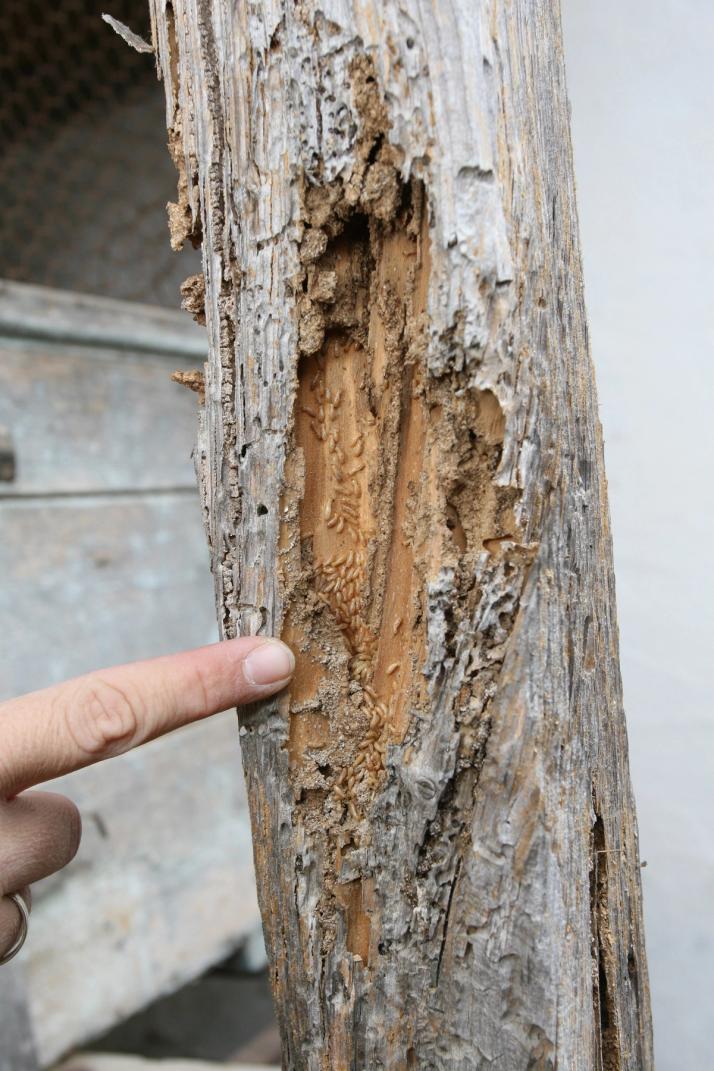 ceiling beam roof truss termite damage