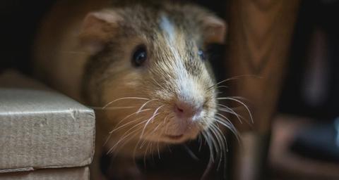 how to get rid of mice