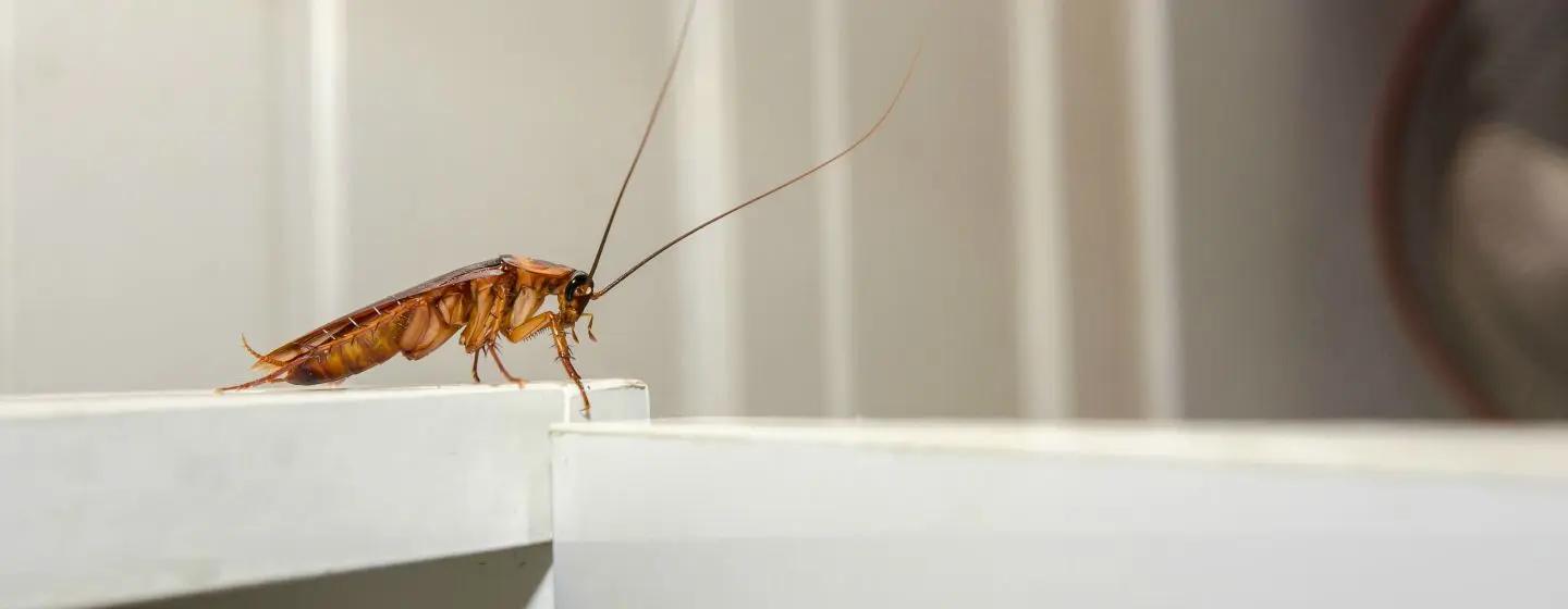 Home remedies to get rid of cockroaches