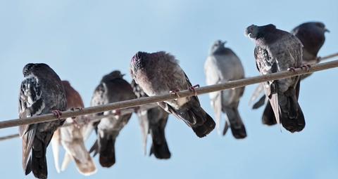 signs of a bird infestation