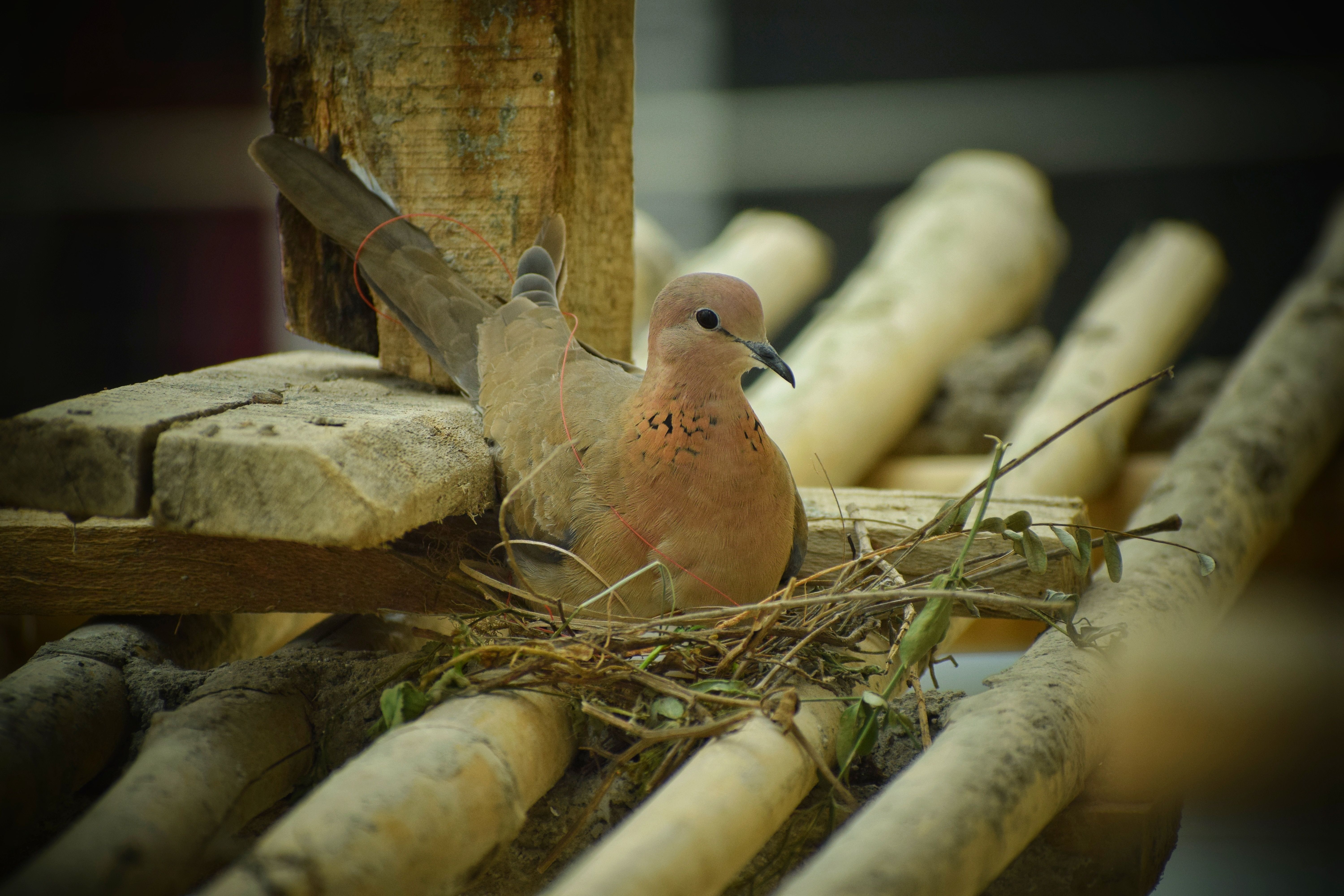 How to Prevent Pigeon Nests
