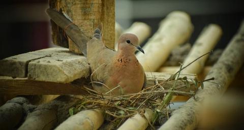 How to Prevent Pigeon Nests