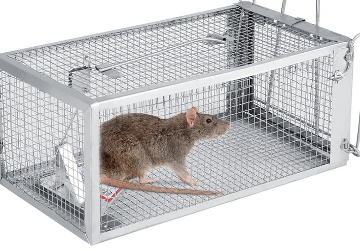 Rodent Control - Anticimex
