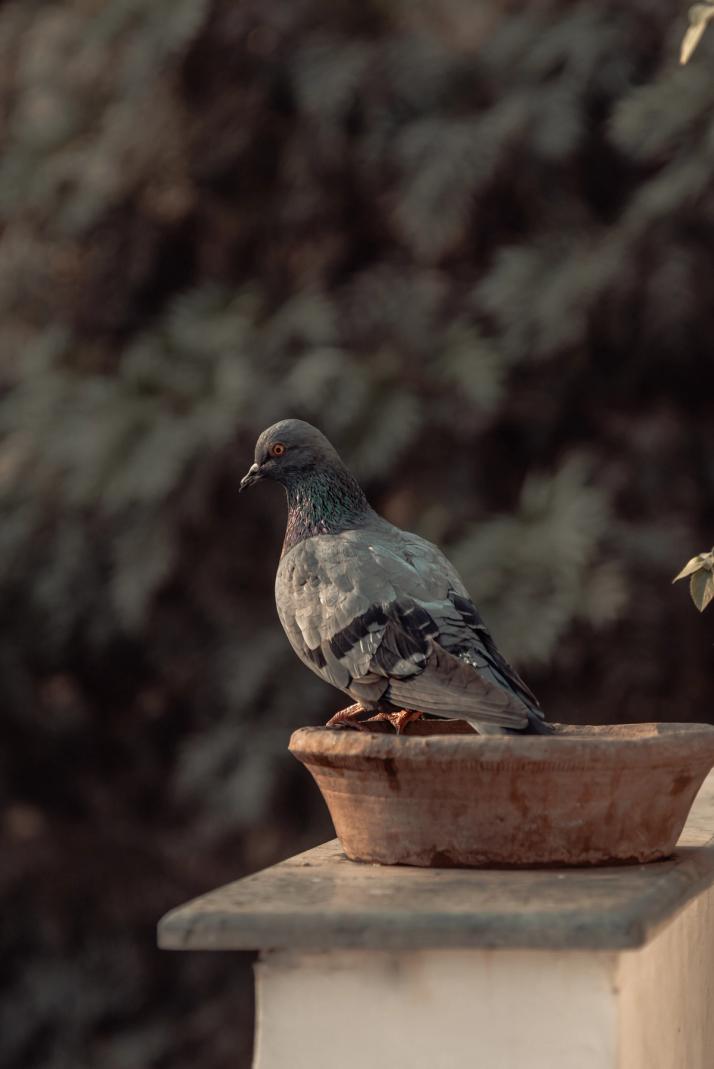 Pigeons and other birds in the city might carry diseases