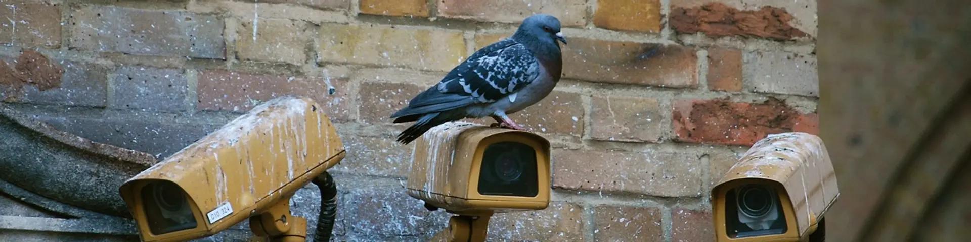 Birds Can Spread Harmful Diseases to Humans