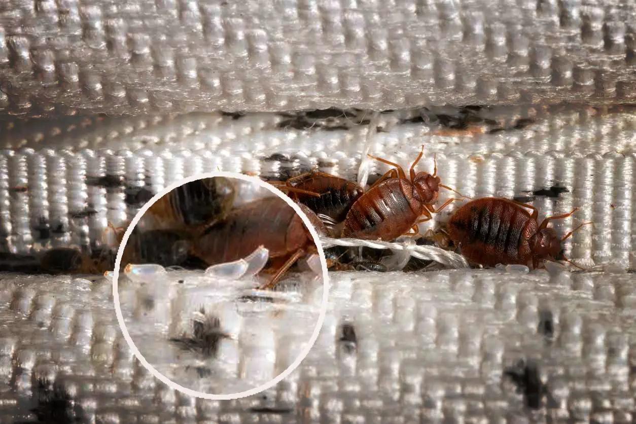 close-up bed bug eggs picture