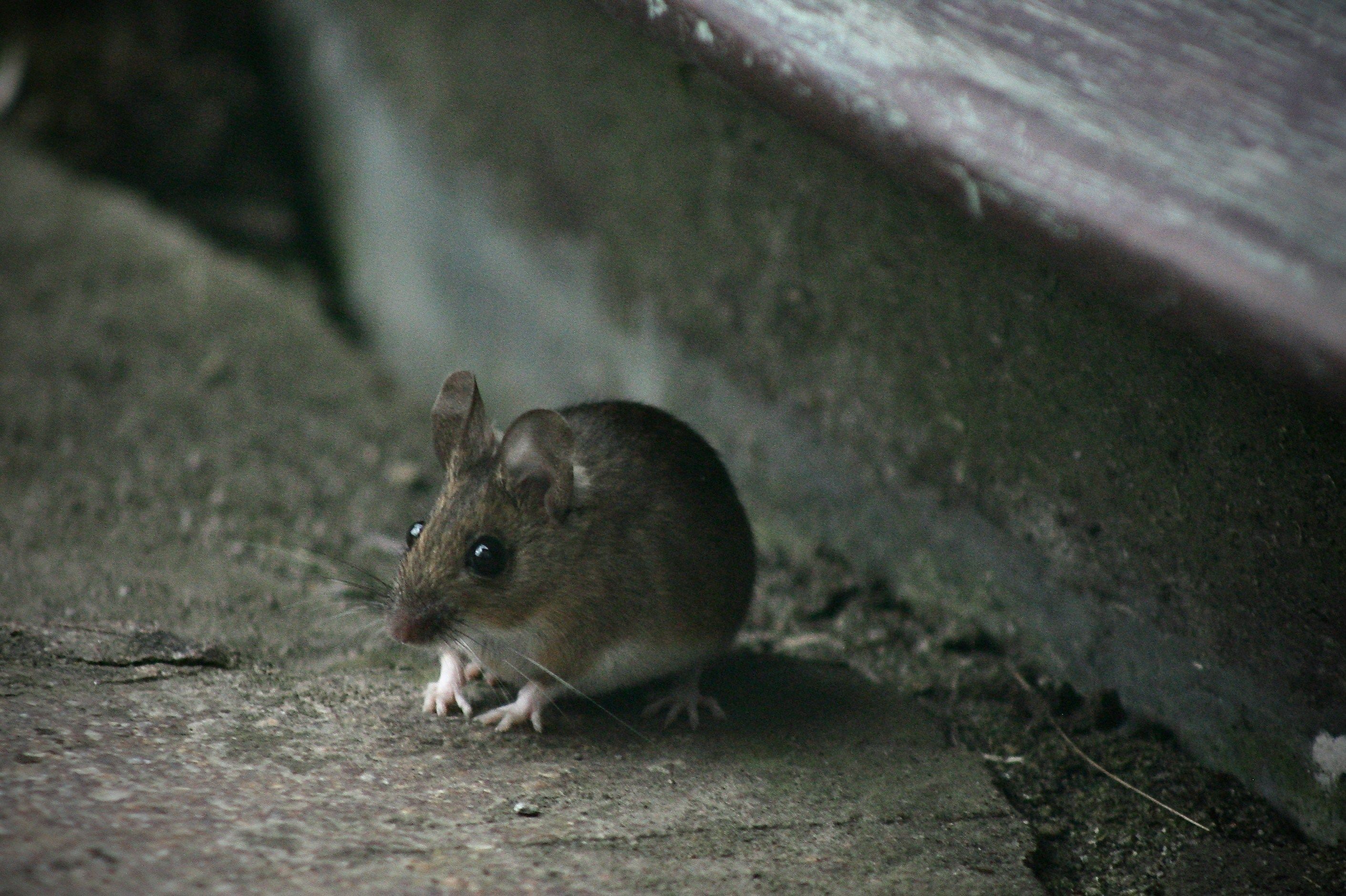 How to tell if its a rat or mouse problem