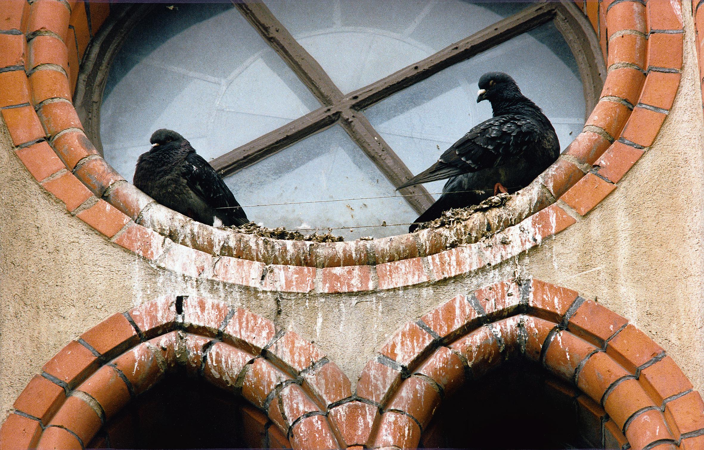 Pigeons can harm buildings a lot