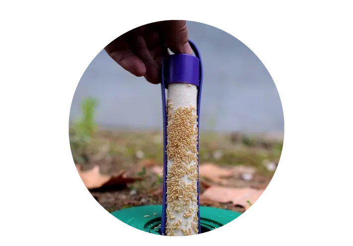  Large Number of Flying Termites