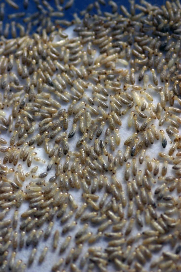 termite control singapore