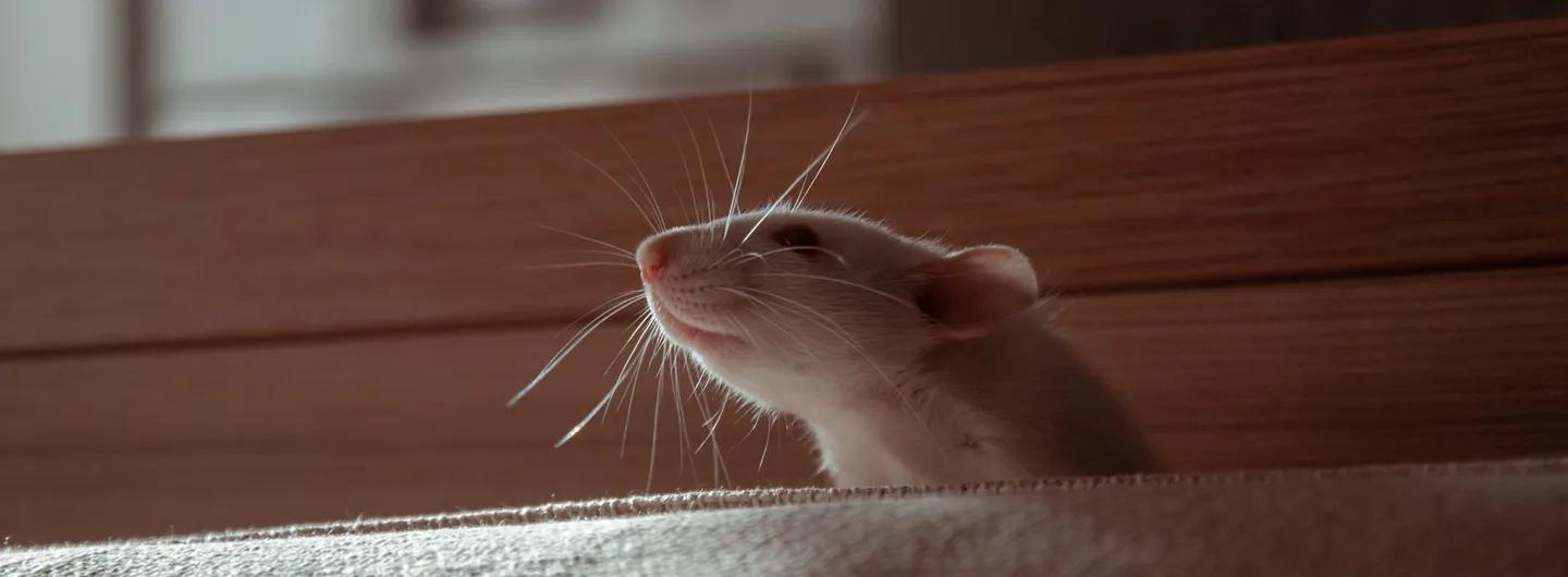 Have you seen a rat in your home?