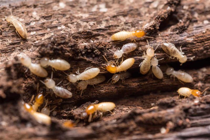 termite infestation in my home or condo