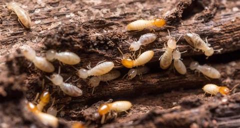 termite infestation in my home or condo
