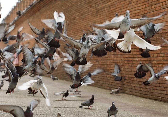 Residential Bird Control Services Singapore - Anticimex