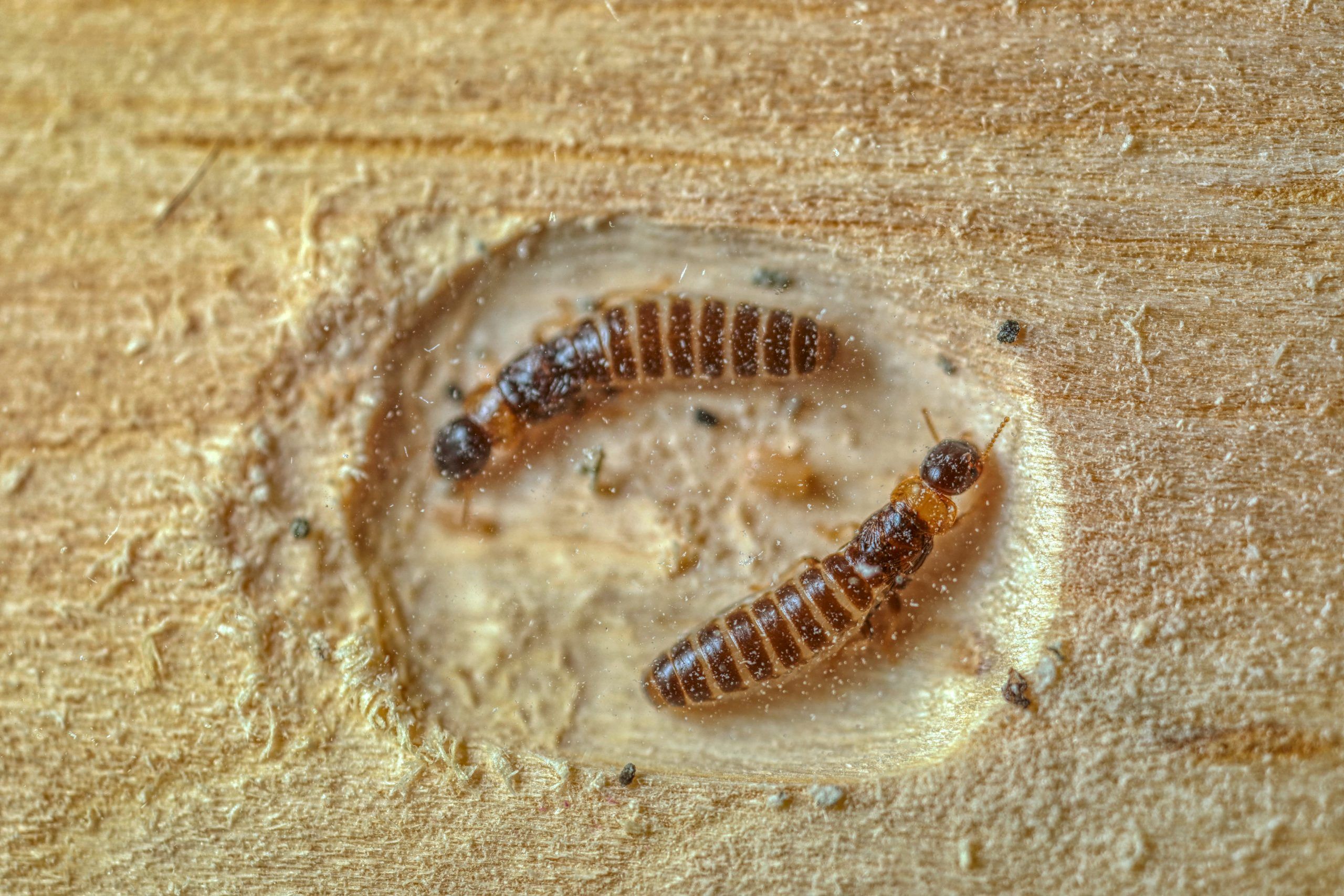 termites are hard to kill