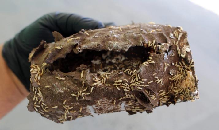 mud tube termite infestation in wood