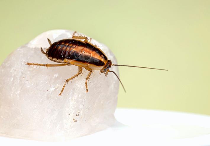 Cockroach Infection Pests Most Commonly Found in Food Processing Facilities - Anticimex