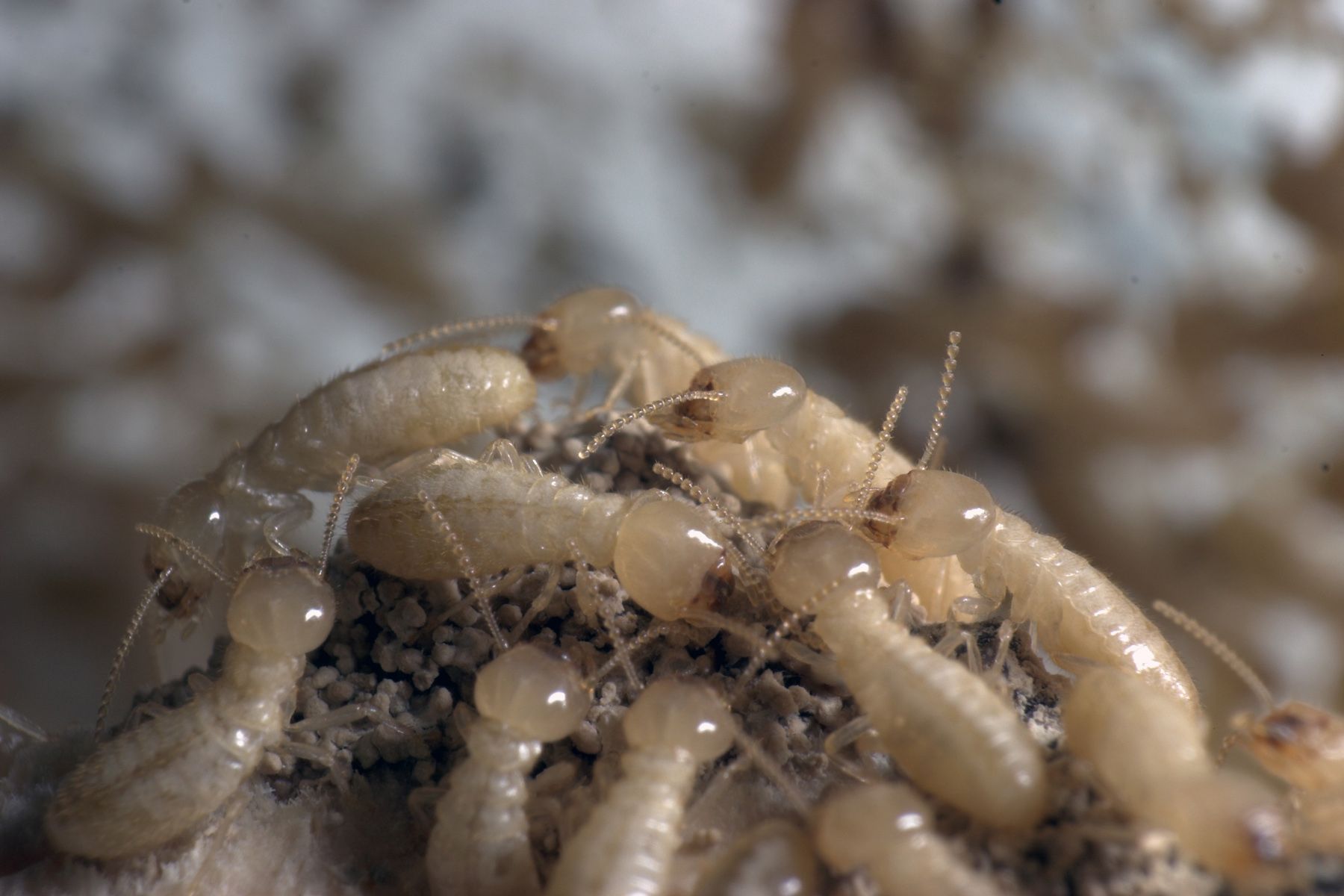 Types of Termites in Singapore