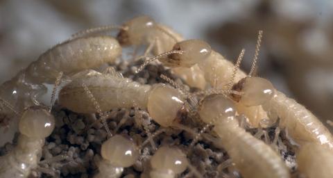 Types of Termites in Singapore