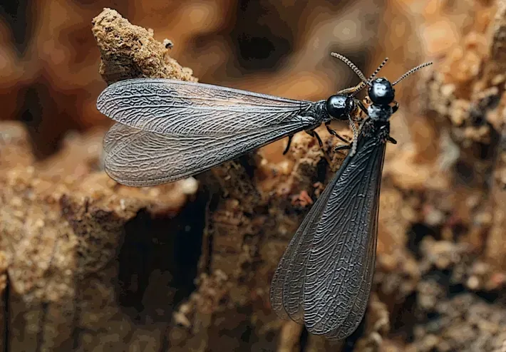Queen Termites