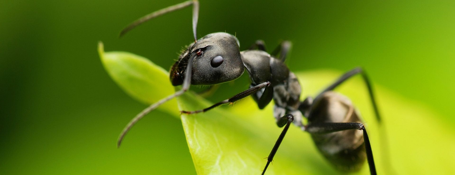 Ant Control