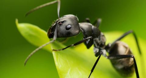 Ant Control