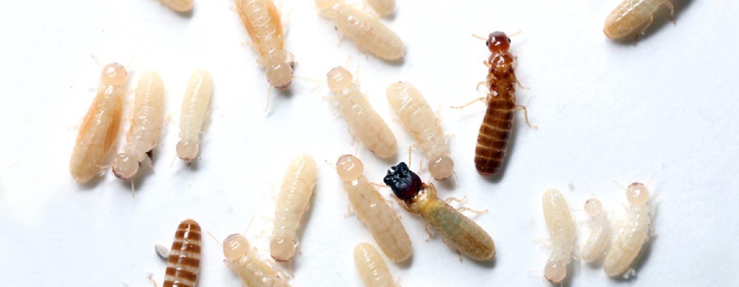 Biology of Subterranean Termites