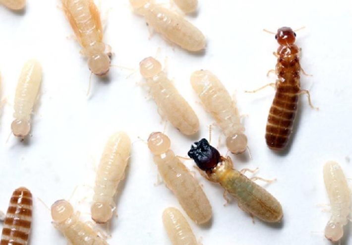 Sand Termites Types of Termites in Singapore - Anticimex
