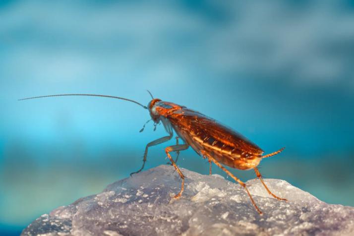 Cockroaches are one of the most difficult pests to control